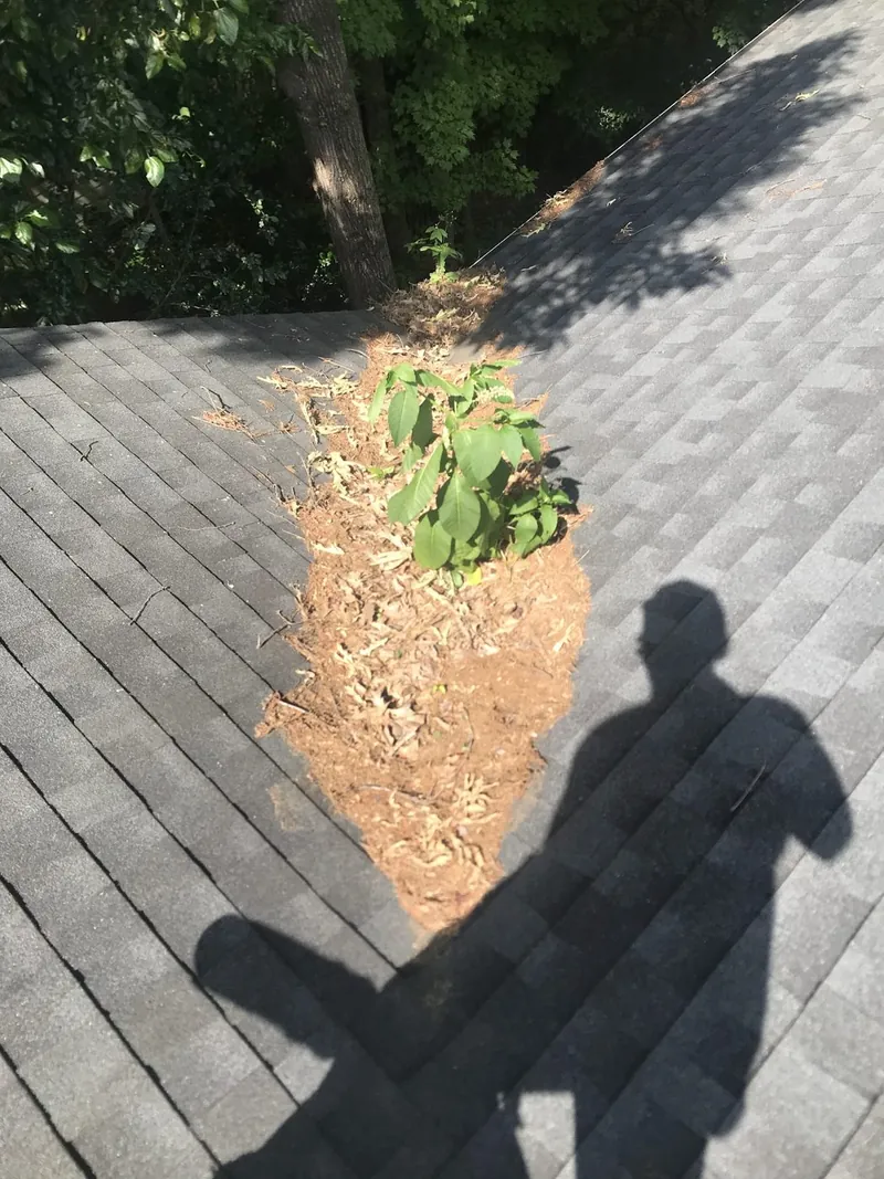 A sapling growing out of composted leaf debris built up in a roof valley